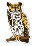 Great Horned Owl-MM